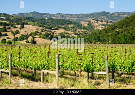 Vignoble de La Vallée de Sonoma en Californie, printemps Banque D'Images