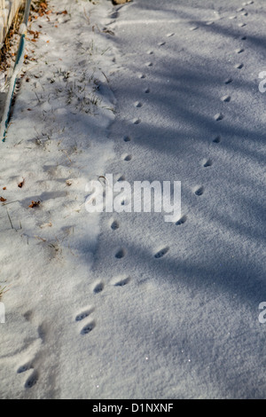 Cat imprime dans la neige Banque D'Images