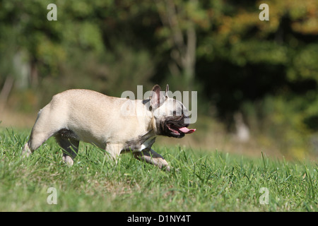 Chien Bouledogue Français / English Bouledogue exécutant dans un pré Banque D'Images