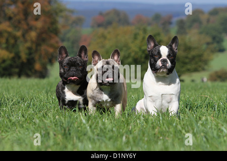 Chien Bouledogue Français Bouledogue Français / trois adultes différentes couleurs Banque D'Images