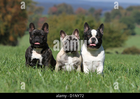 Chien Bouledogue Français Bouledogue Français / trois adultes différentes couleurs Banque D'Images