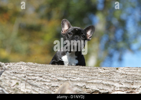 Chien Bouledogue Français chiot Bouledogue Français bringé / assis derrière un bois Banque D'Images