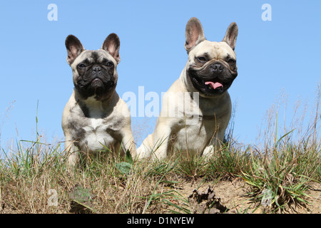 Chien Bouledogue Français / English Bouledogue fauve deux adultes sur un pré Banque D'Images