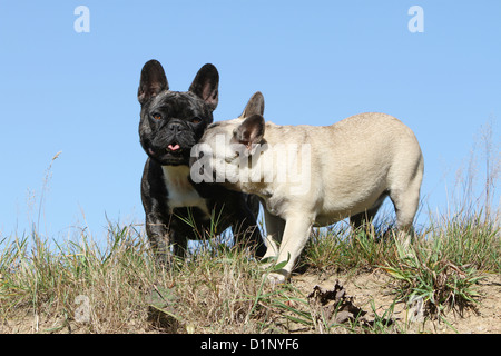 Chien Bouledogue Français Bouledogue Français / permanent deux adultes différentes couleurs cuddly Banque D'Images
