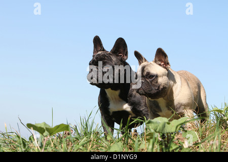 Chien Bouledogue Français Bouledogue Français / permanent deux adultes différentes couleurs Banque D'Images