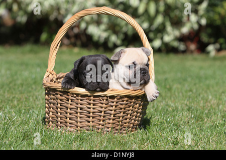 Chien Bouledogue Français Bouledogue Français chiots / deux couleurs différentes Banque D'Images