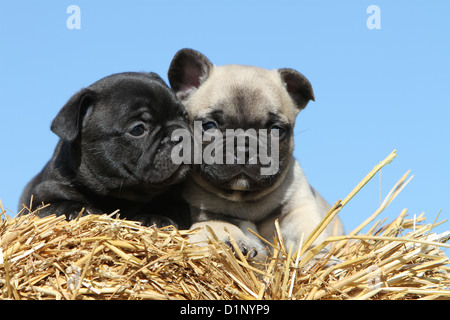 Chien Bouledogue Français Bouledogue Français chiots / deux couleurs différentes Banque D'Images