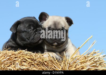 Chien Bouledogue Français Bouledogue Français chiots / deux couleurs différentes sur la paille Banque D'Images