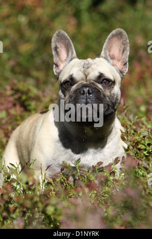 Chien Bouledogue Français / English Bouledogue portrait adultes Banque D'Images