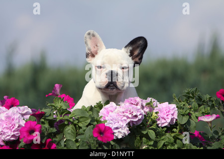 Chien Bouledogue Français Bouledogue Français / Pied puppy sitting Banque D'Images