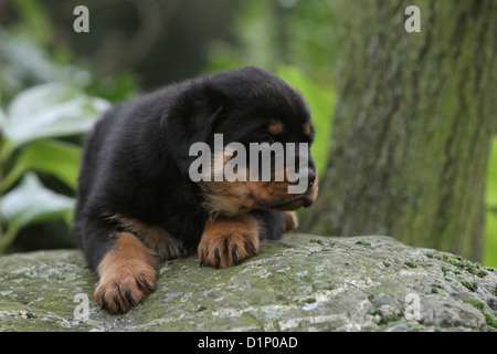 Chien Rottweiler chiot gisant sur rock Banque D'Images