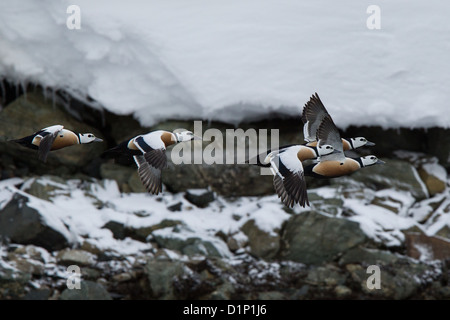 Eider de Steller Polysticta stelleri Varanger, Norvège, Banque D'Images