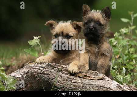 Chien Cairn Terrier deux chiots bringé sur un bois Banque D'Images