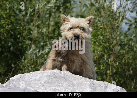 Cairn Terrier chien et chiot adultes assis sur un rocher Banque D'Images