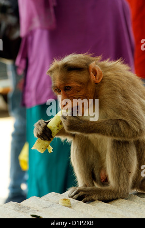 Singe macaque rhésus indiens Banque D'Images