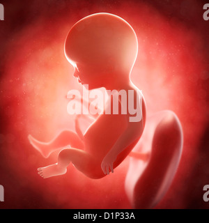 Fœtus à 17 semaines, artwork Banque D'Images