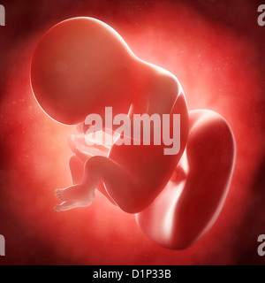 Fœtus à 18 semaines, artwork Banque D'Images