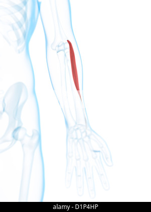 Le muscle du bras inférieur, artwork Banque D'Images