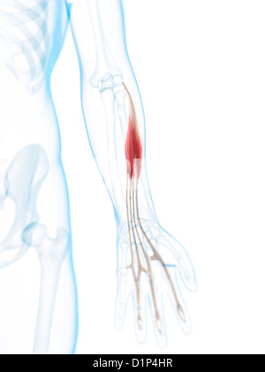 Le muscle du bras inférieur, artwork Banque D'Images