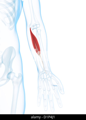 Le muscle du bras inférieur, artwork Banque D'Images