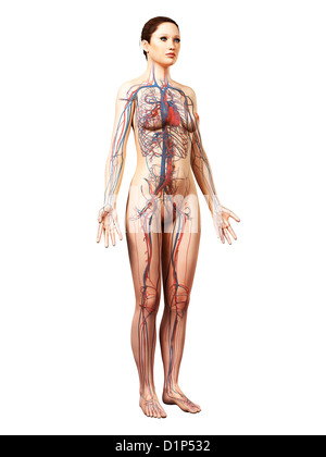 Système cardiovasculaire des femmes, artwork Banque D'Images