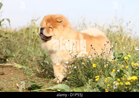 Dog chow chow chow-chow puppy rouge crème debout dans un champ Banque D'Images