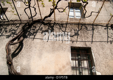 La viticulture sur le mur d'une maison ancienne Banque D'Images