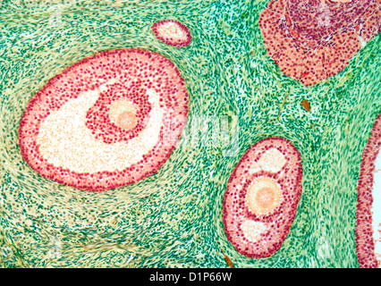 Les follicules ovariens, lumière microphotographie Banque D'Images