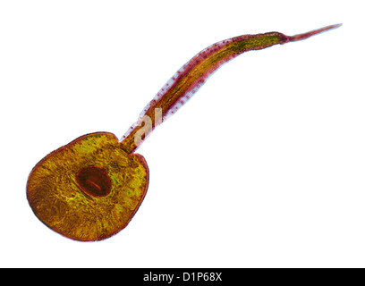 Larve de Fluke, lumière microphotographie