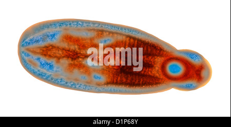 Fluke immatures, lumière microphotographie
