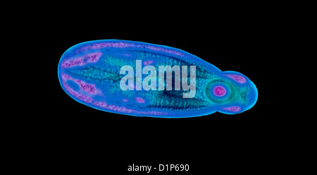 Fluke immatures, lumière microphotographie