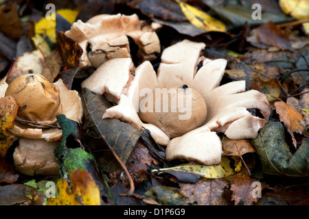 Terre d'Étoiles Geastrum triplex la fructification Banque D'Images