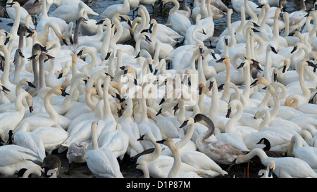 Grand groupe de cygnes trompettes Banque D'Images