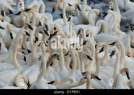 Grand groupe de cygnes trompettes Banque D'Images