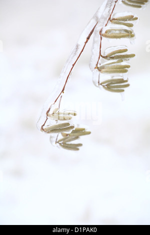 Couvert de glace avec la direction générale des chatons de noisetiers (Corylus avellana). Emplacement : petites Karpates, la Slovaquie. Banque D'Images