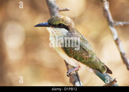 Green Bee Eater dans Parc national de Yala au Sri Lanka Banque D'Images