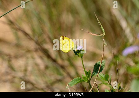 Beau papillon jaune Herbe d'Anderson (Eurema andersonii) sur près de la feuille de route piste Banque D'Images