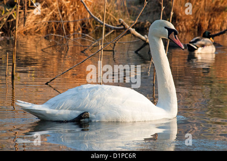 Swan Banque D'Images