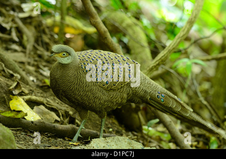 Beau mâle-paon gris (Polyplectron bicalcaratum faisan) dans la forêt thaïlandaise Banque D'Images