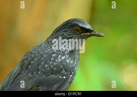 Belle blue whistling thrush (Myiophoneus caeruleus) dans la forêt thaïlandaise Banque D'Images