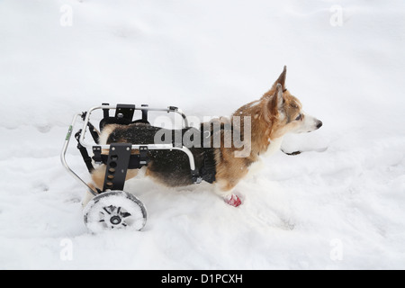 Un chien avec un panier dans la neige. Banque D'Images