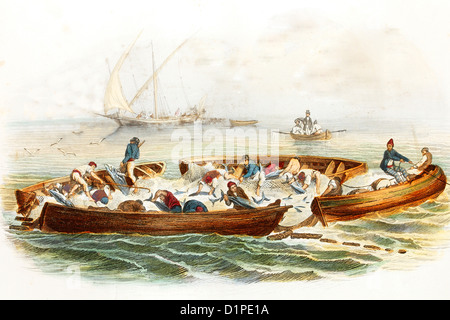 La pêche au thon en France. Illustration antique, 1856. Banque D'Images