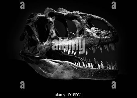 Crâne de Tyrannosaurus Rex contre un fond noir Banque D'Images