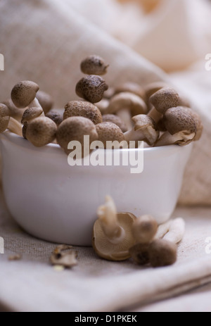 Sélection de petits champignons en hêtre marron chine bol Banque D'Images