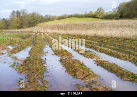 Les champs gorgés d'après l'hiver le plus pluvieux, England UK Banque D'Images
