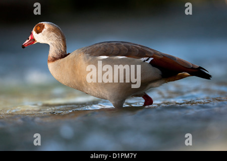 Egyptian goose, exotiques au Texas, patauge dans le Comal River près de New Braunfels, Texas USA. Banque D'Images