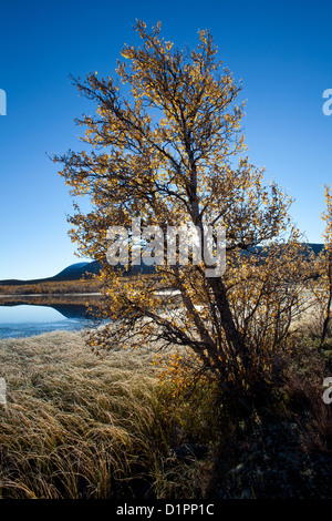 Les bouleaux sur une journée glaciale d'automne matin à Fokstumyra réserve naturelle, Dovre, la Norvège. Banque D'Images