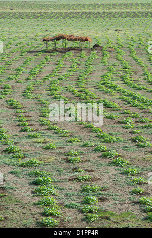 Citrullus lanatus. Plantes pastèque planté dans un lac asséché dans la campagne indienne. L'Andhra Pradesh, Inde Banque D'Images