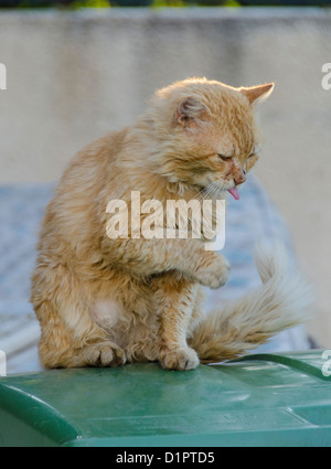 Feral Cat chypriote était assis sur une poubelle sur roues barrée d'une verte Banque D'Images