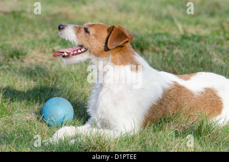 Parson Jack Russell Terrier Banque D'Images
